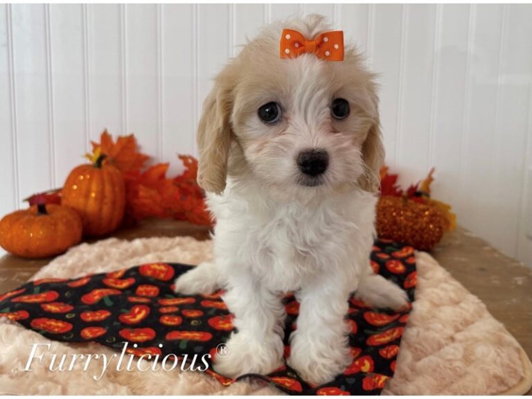 Sophie - Cavachon