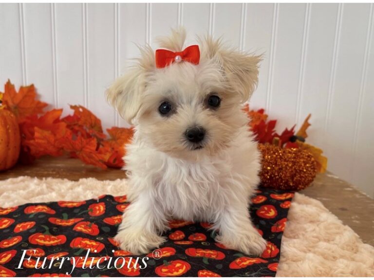Tippy - Maltese