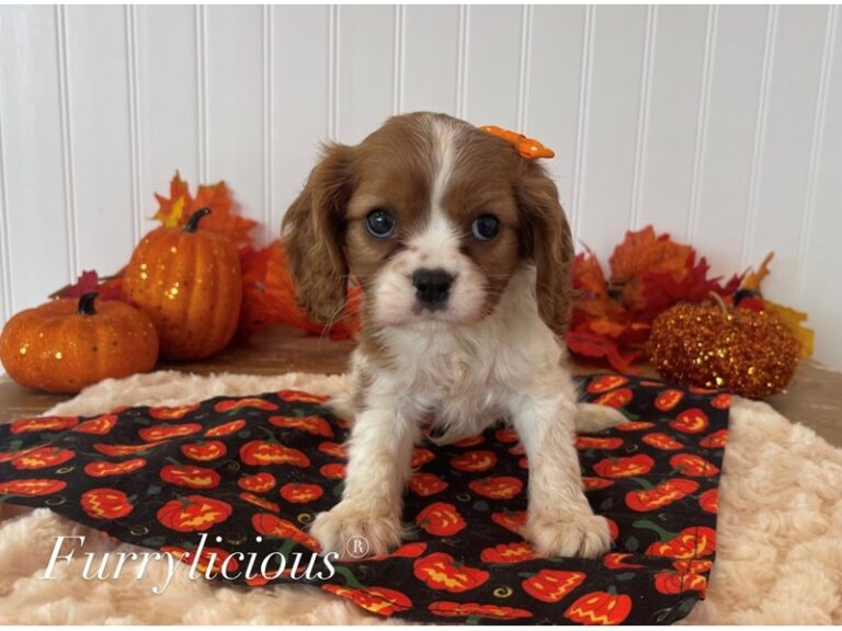 Sasha - Cavalier King Charles Spaniel