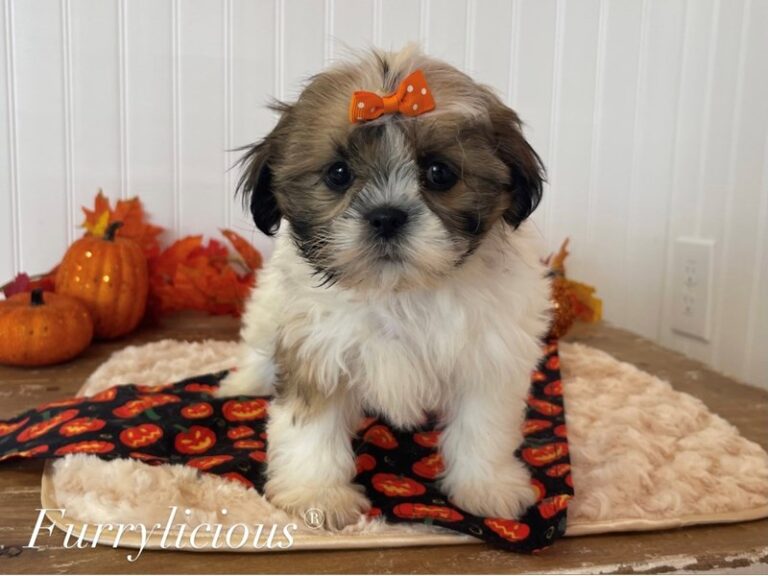 Brinkley - Shih Tzu