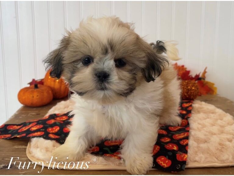 Beckett - Shih Tzu