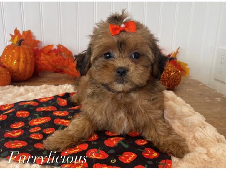 Penny - Shipoo