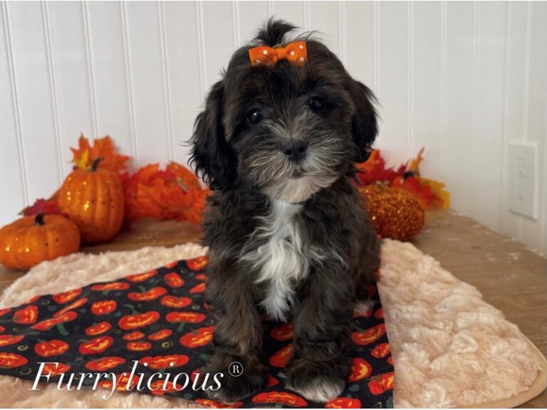 Polly - Shipoo