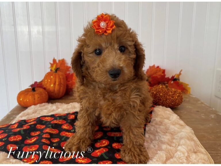Tasha - Poodle Mini