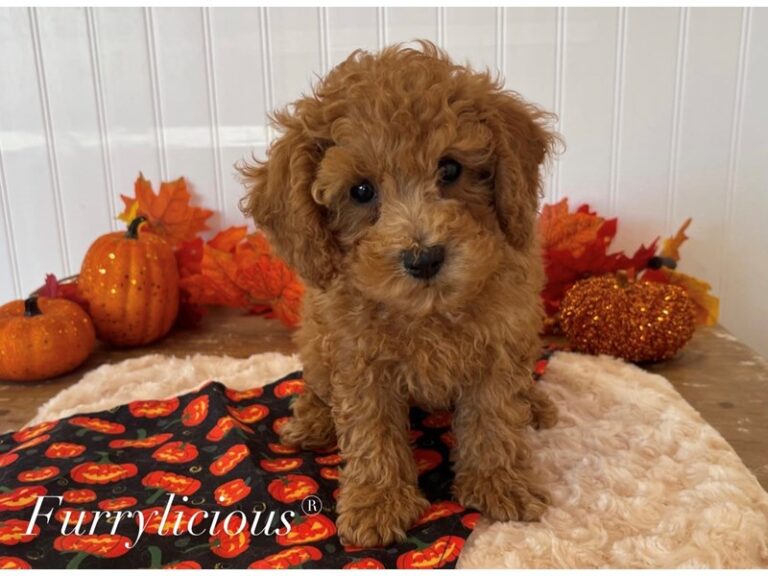 Slade - Poodle Mini
