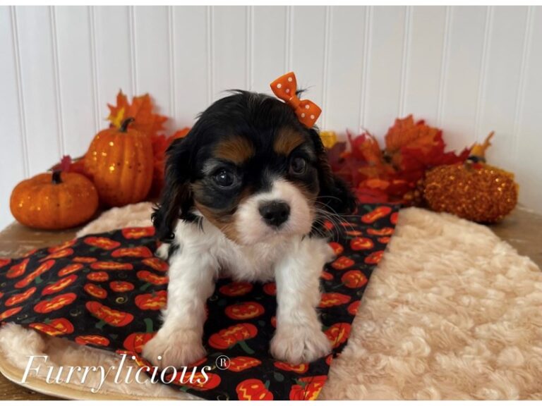 Mona - Cavalier King Charles Spaniel