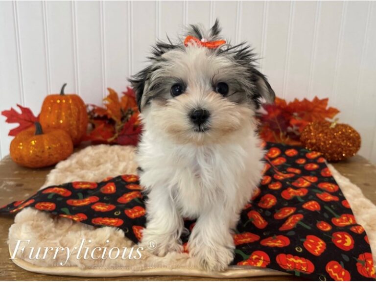 Lolli - Morkie