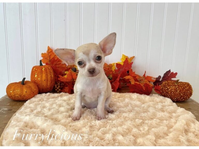Gunner - Chihuahua