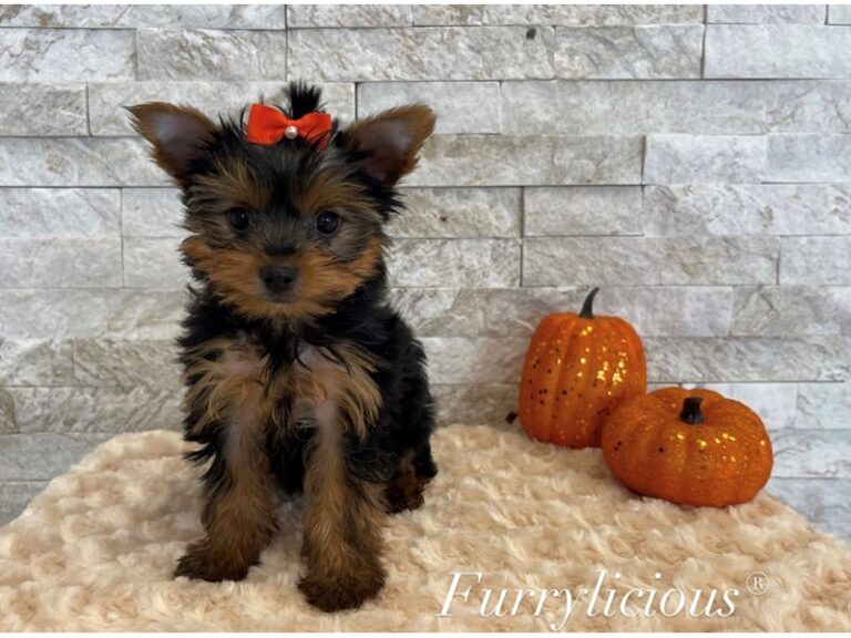 Candy - Yorkshire Terrier