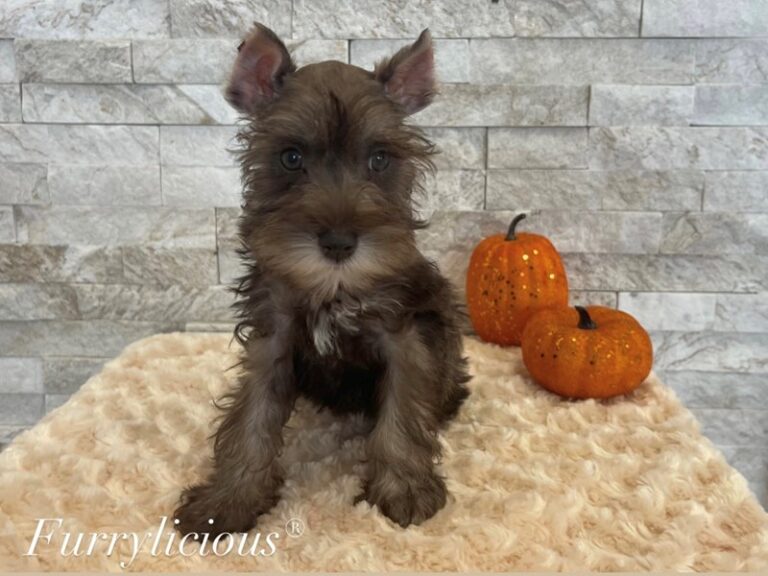 Winifred - Mini Schnauzer