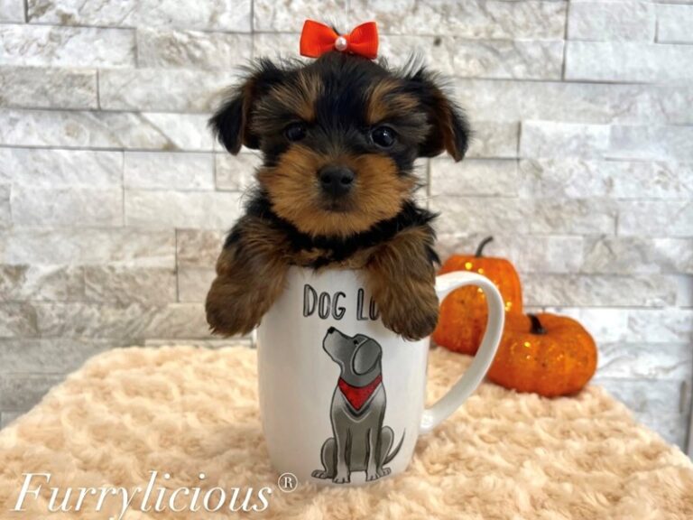 Sailor - Yorkshire Terrier