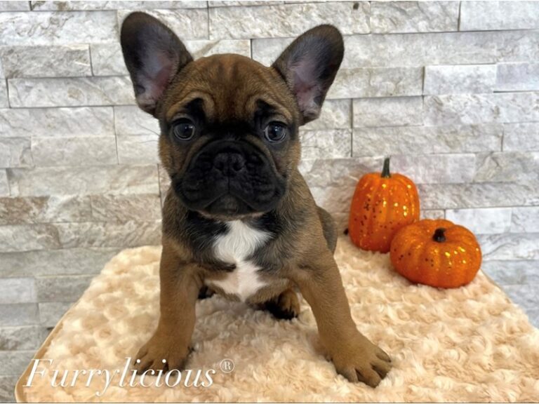 Zero - French Bulldog