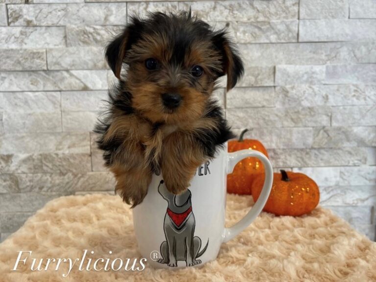 Romero - Yorkshire Terrier