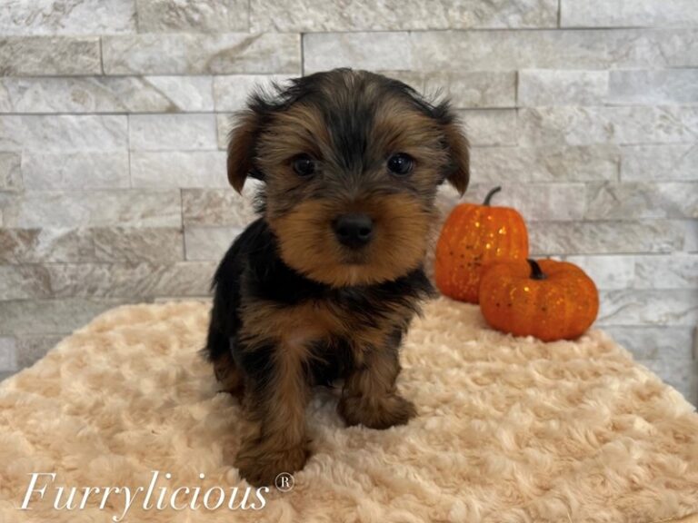 Wolfie - Yorkshire Terrier