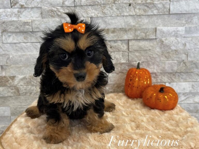 Eloise - Cavapoo