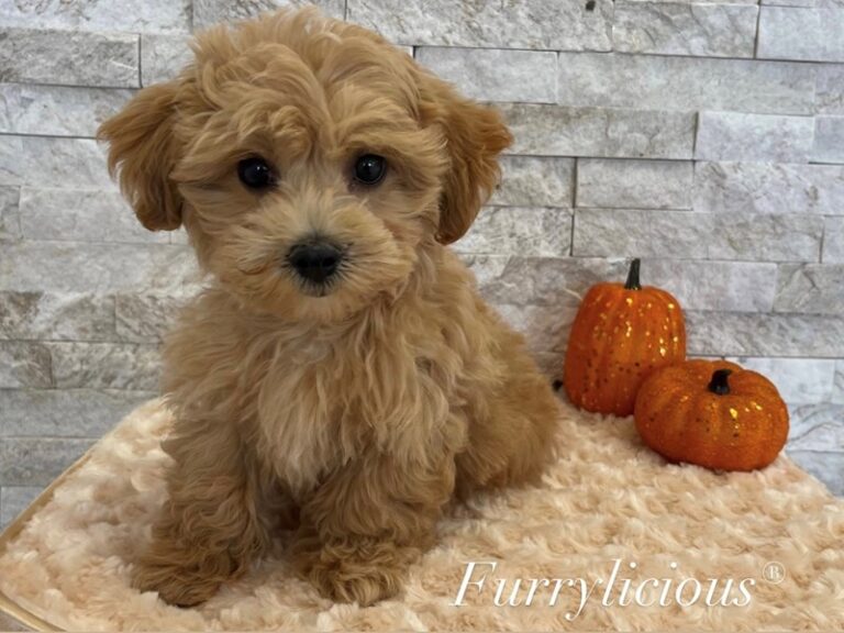Burton - Maltipoo