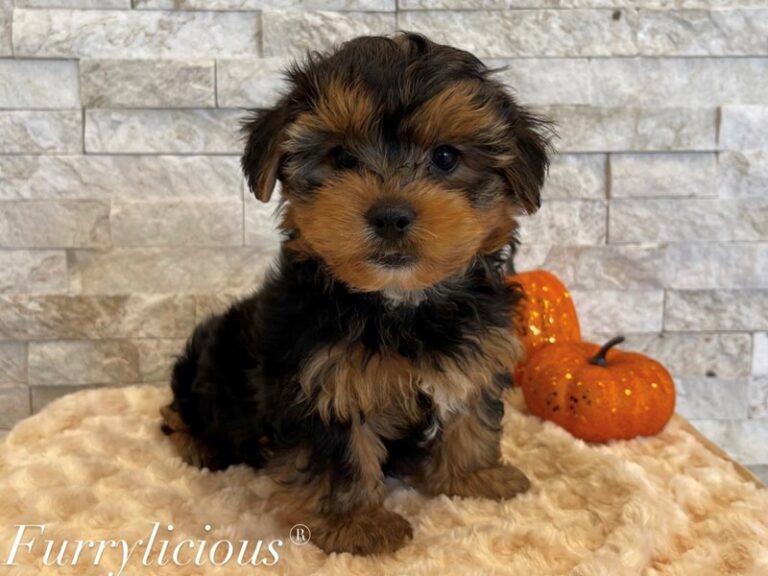 Tyson - Yorkshire Terrier