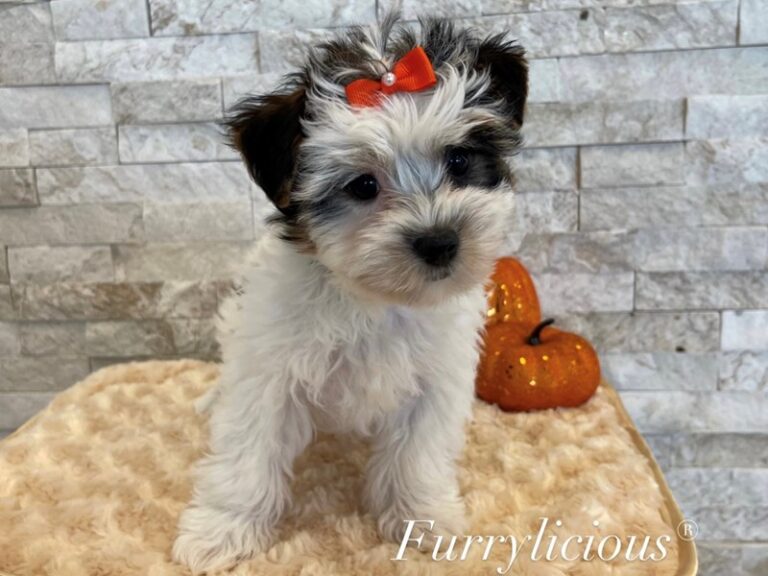 Boo - Yorkshire Terrier