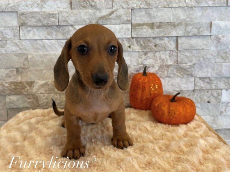 Wallace - Dachshund