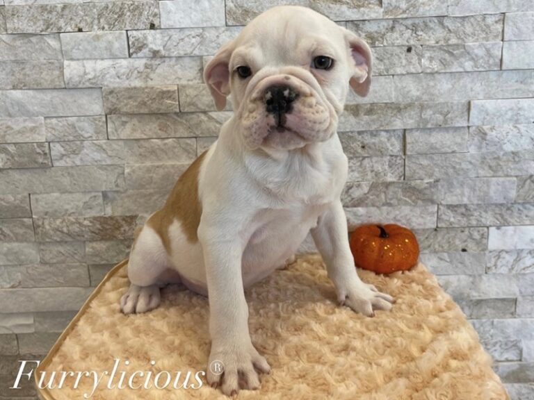 Jane - English Bulldog