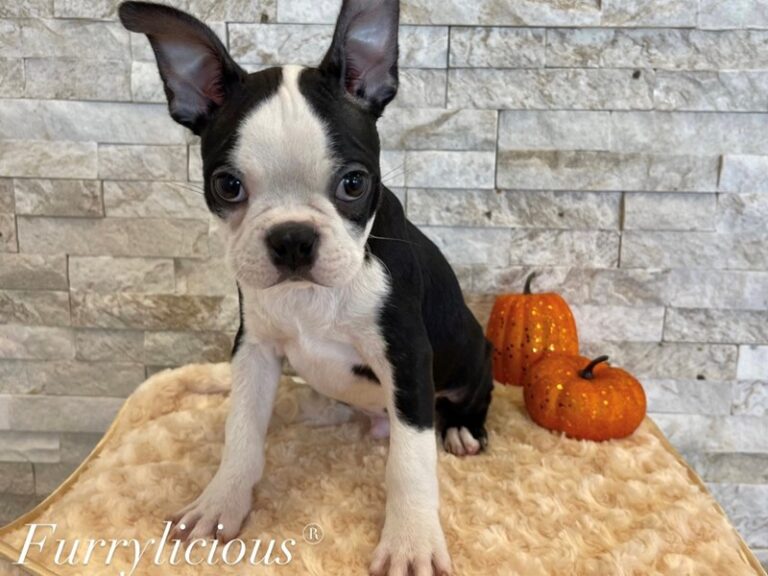 Frankie - Boston Terrier