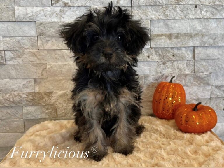 Darth - Yorkipoo