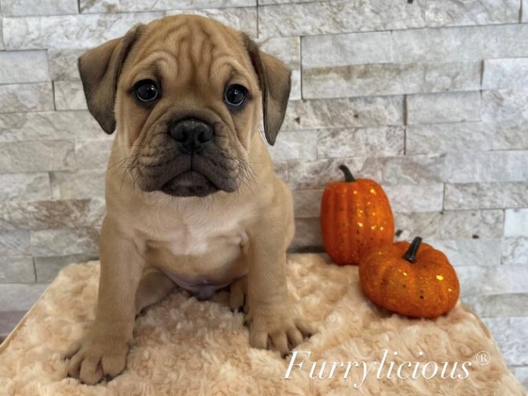 Binx - Mini Bulldog 2nd Gen