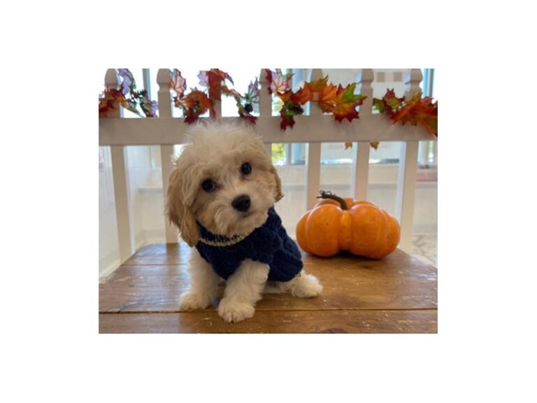 Radley - Cavachon