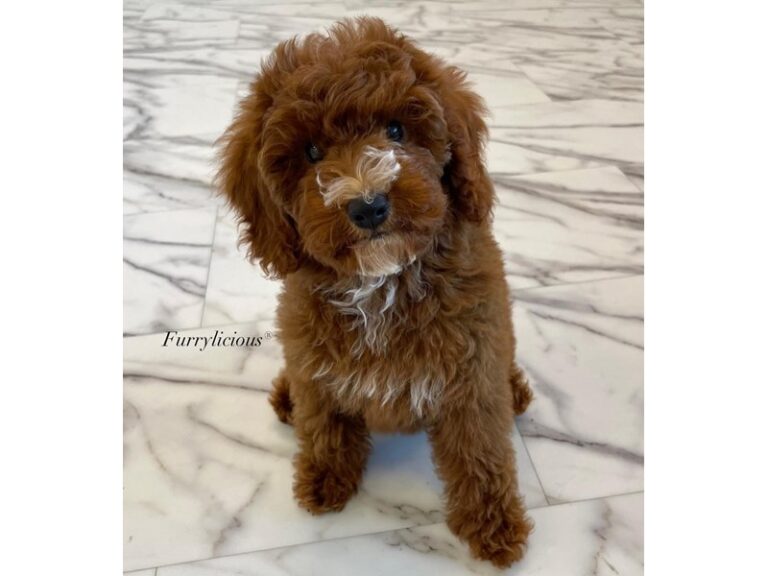 Goldendoodle Mini - Goldendoodle Mini