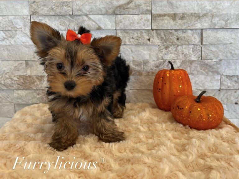 Maya - Yorkshire Terrier