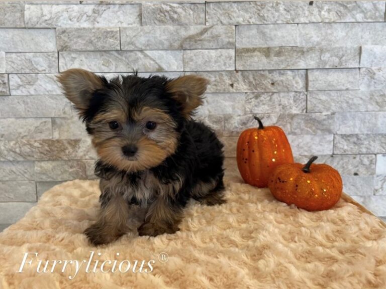 Dash - Yorkshire Terrier