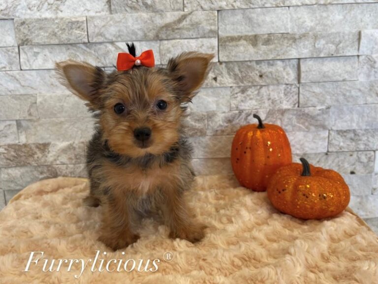 Ava - Yorkshire Terrier