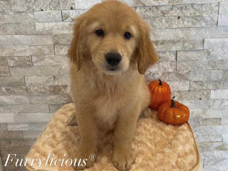 Hallie - Golden Retriever