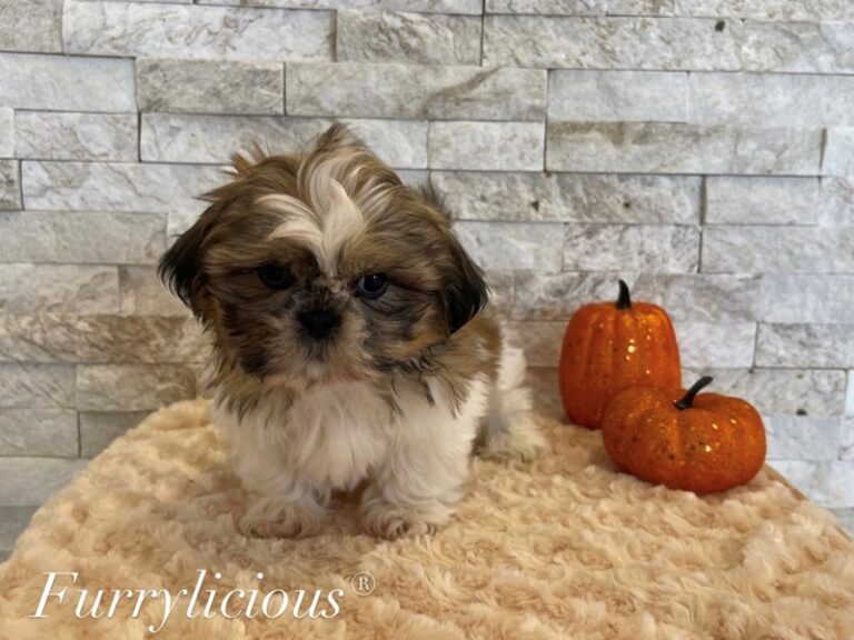 Enzo - Shih Tzu