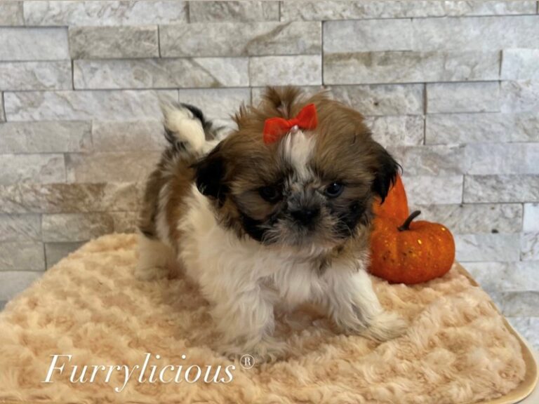 Gia - Shih Tzu