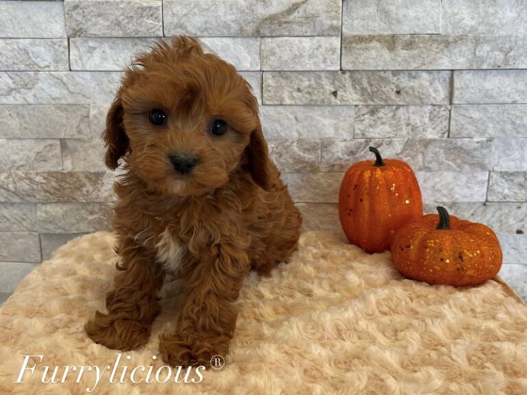 Biscuit - Cavapoo
