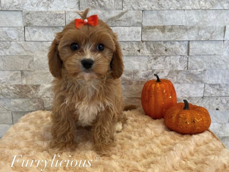 Dolly - Cavapoo