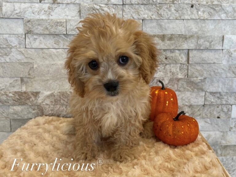 Beans - Cavapoo