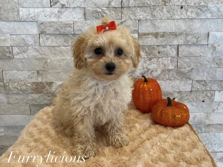 Pippa - Poodle Toy