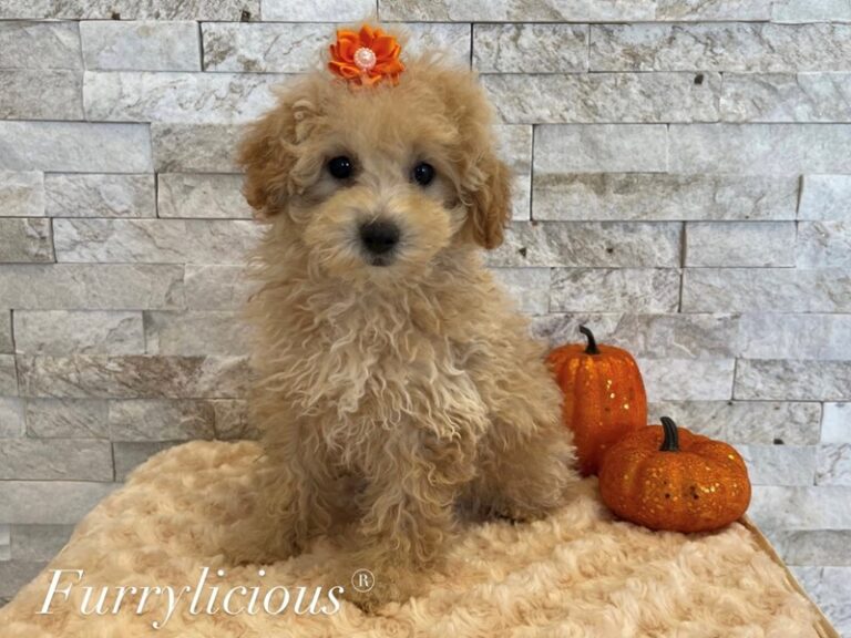 Peach - Poodle Mini