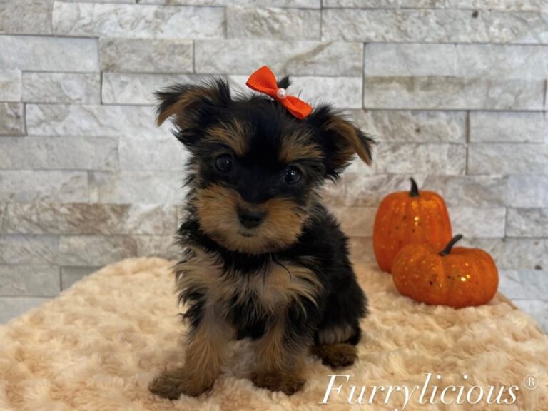 Fiona - Yorkshire Terrier