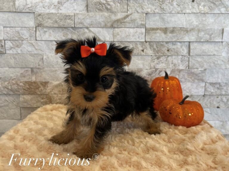 Emma - Yorkshire Terrier