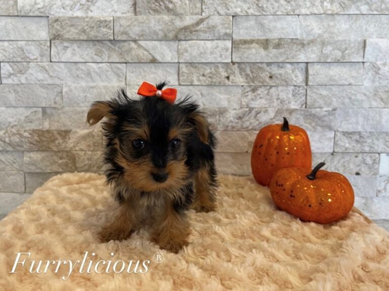 Shelby - Yorkshire Terrier
