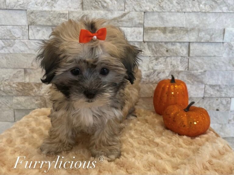Rosie - Shipoo
