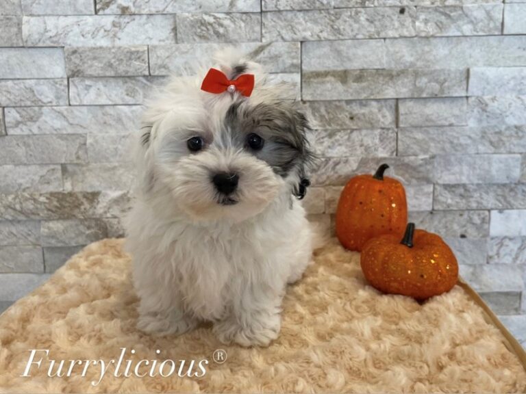 Millie - Shipoo