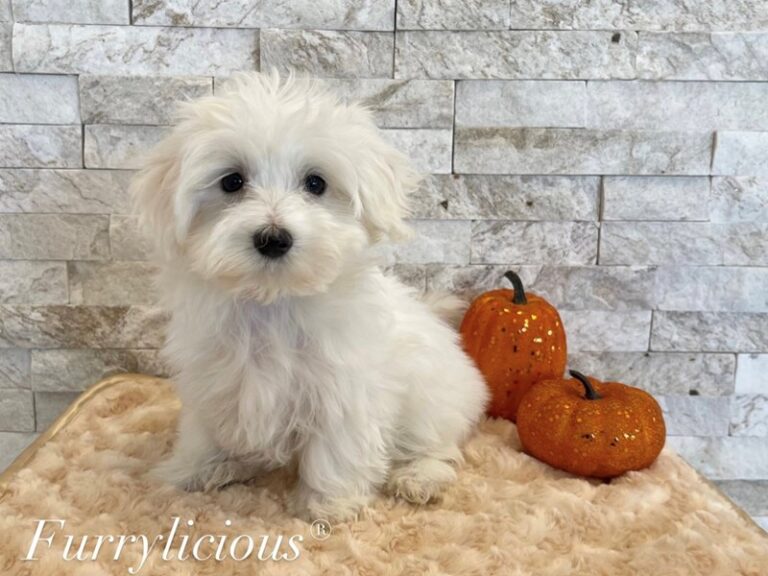 Dodger - Maltese