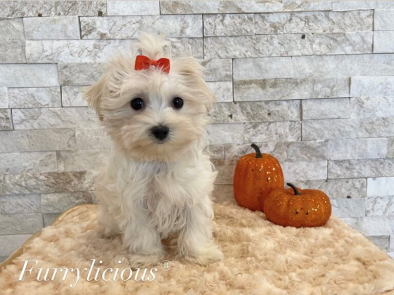 Stella - Morkie