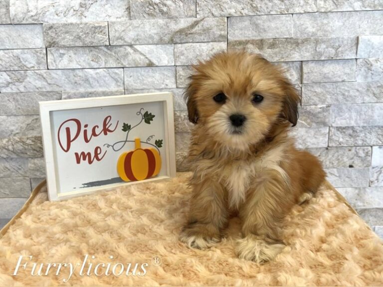 Reese - Lhasa Apso