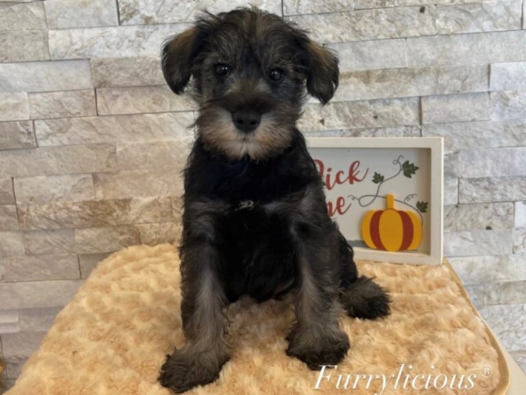 Elmer - Miniature Schnauzer