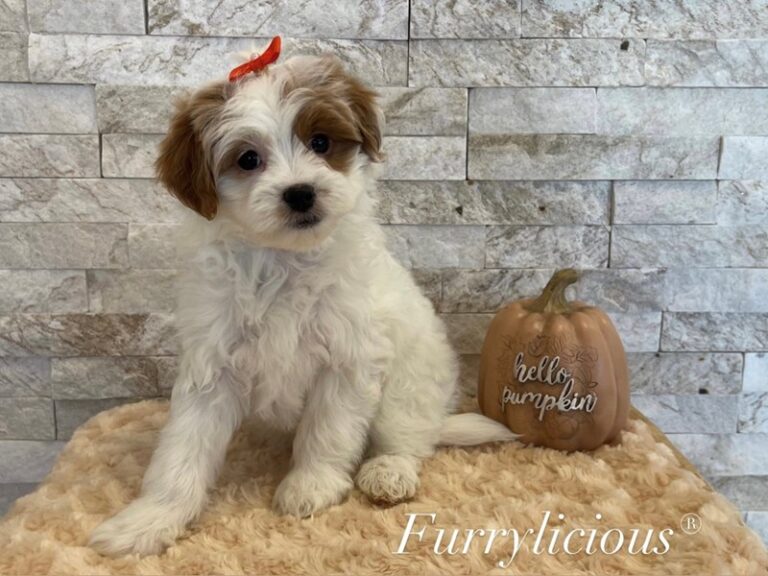 Amber - Cavapoo